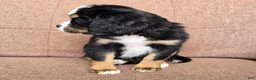 Miniature Bernese Mountain Dog dogs for sale: Lisbon  - Ad 4