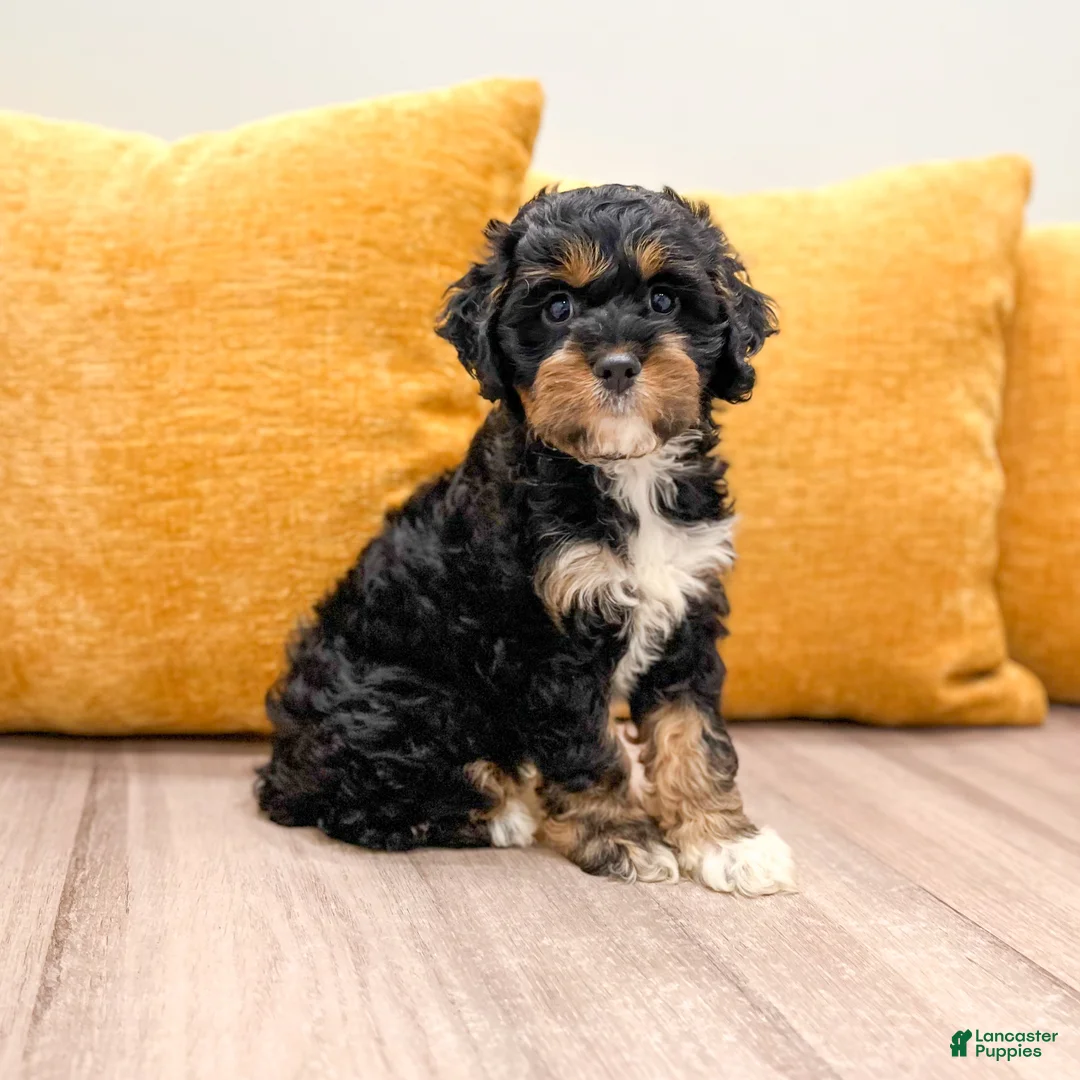 Cockapoo dogs for sale: Bella - Ad 2