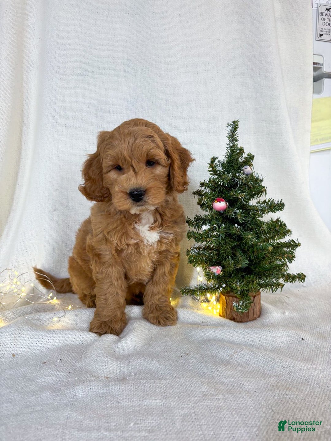 Mini Goldendoodle dogs for sale: Chip - Ad 6
