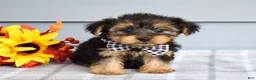 Yorkshire Terrier dogs for sale: Carter - Ad 4