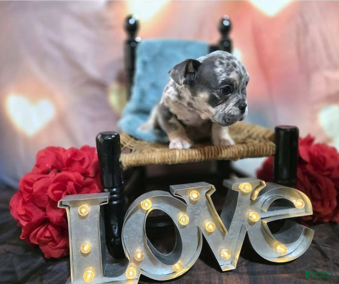 English Bulldog dogs for sale: English Bulldog Puppy 1 - Ad 2