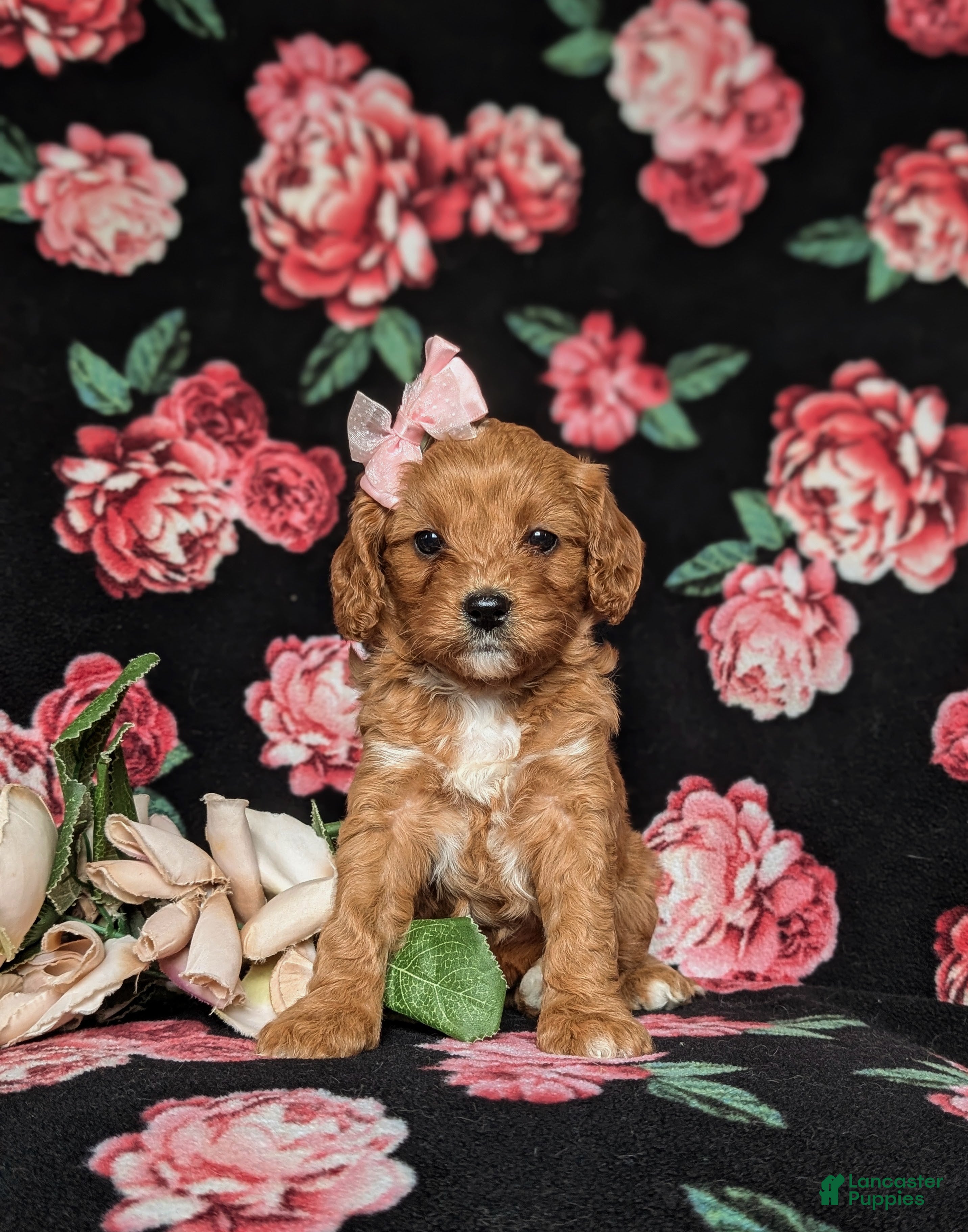 Cavapoo dogs Kamryn - Ad 2