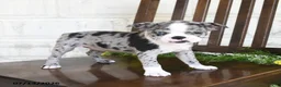 Boston Terrier dogs for sale: Izza - Ad 5