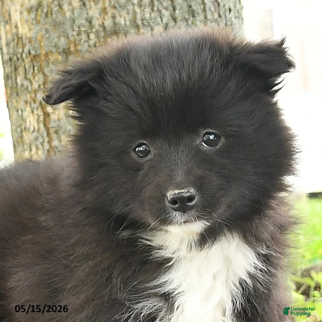 Pomsky dogs for sale: Gail - Ad 5