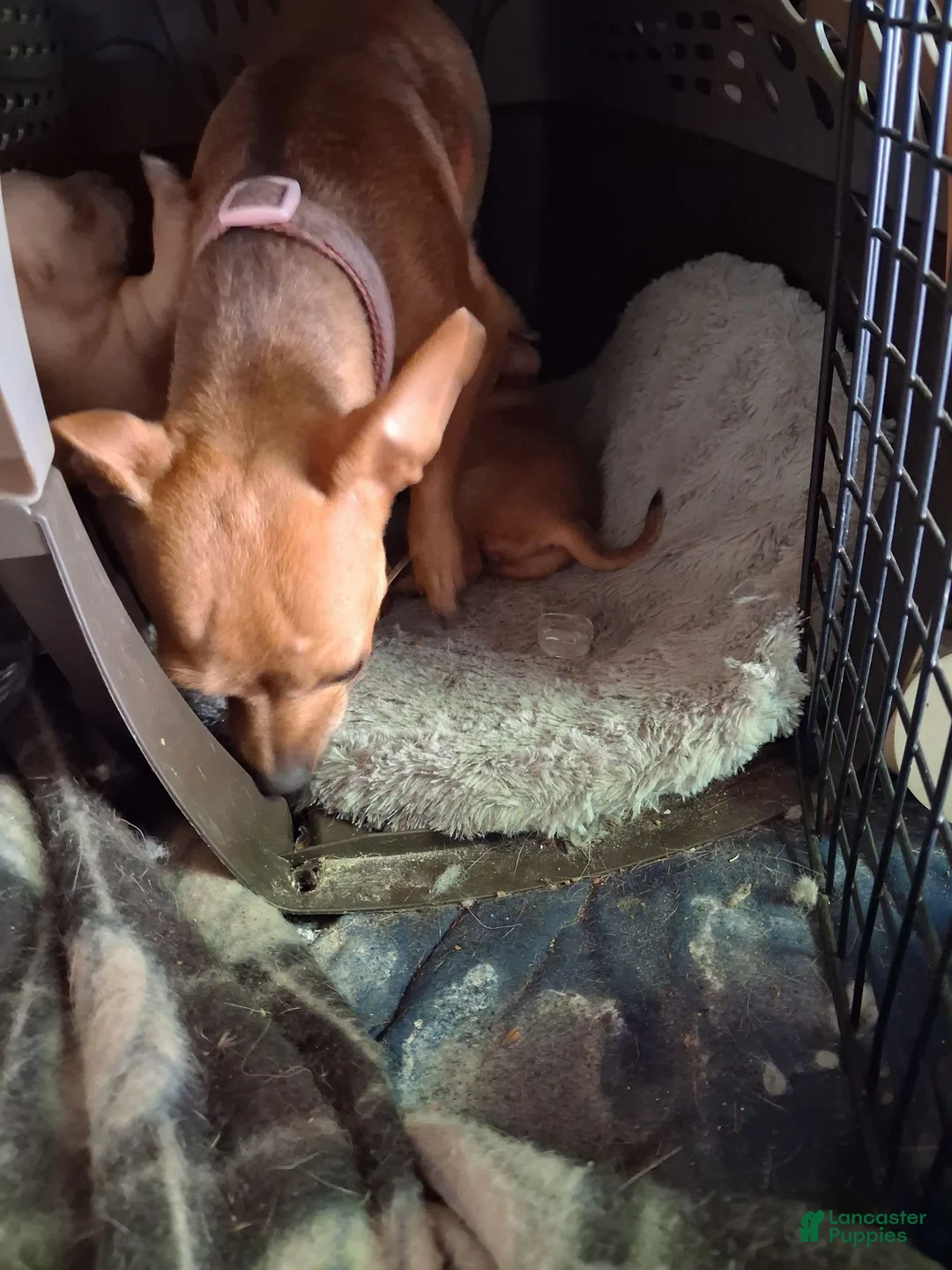 Mixed Breed dogs for sale: Mixed Breed 1 - Ad 2