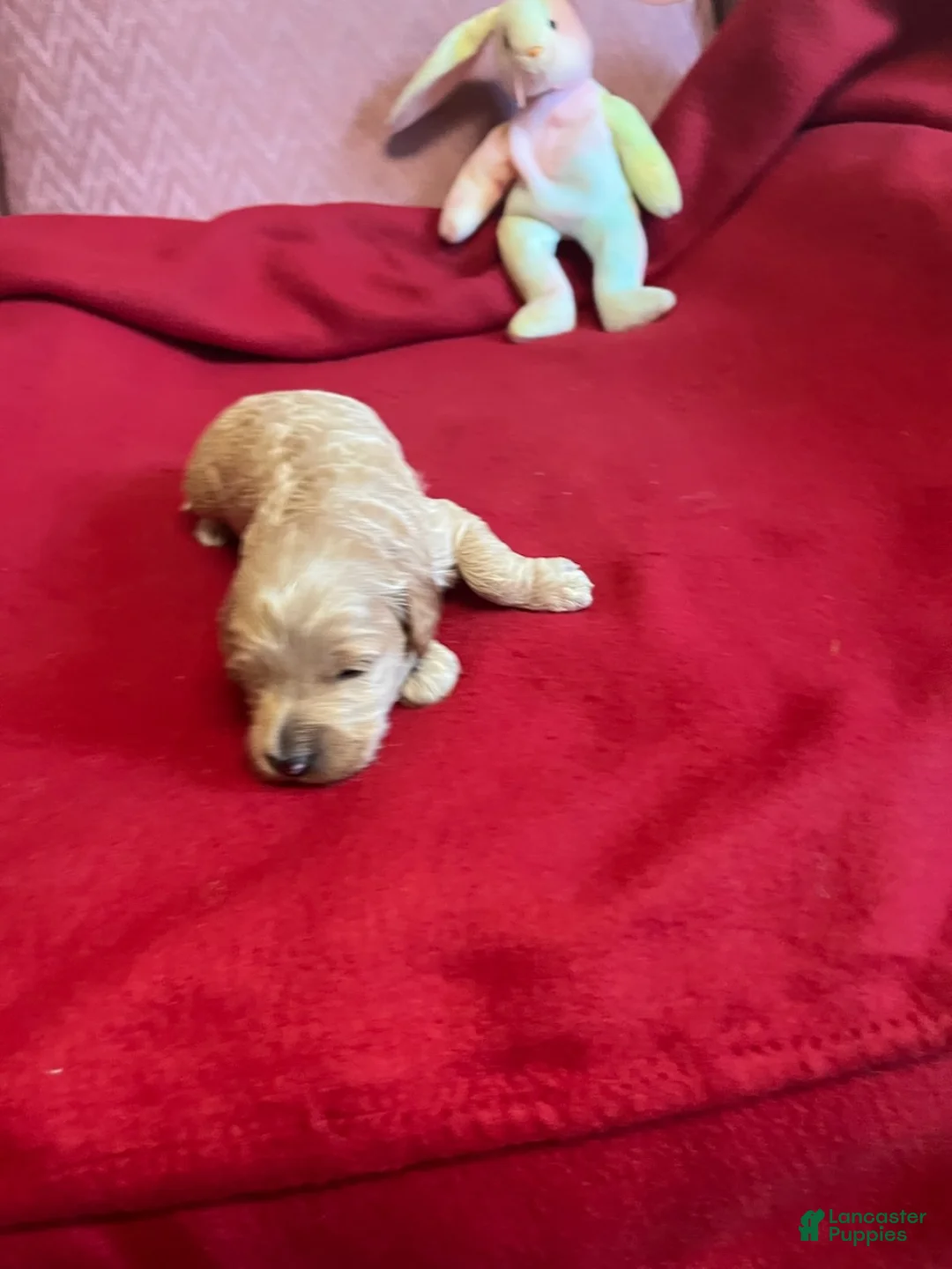 Mini Goldendoodle dogs for sale: Cocoa 2 - Ad 1