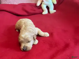 Mini Goldendoodle dogs Cocoa 2 - Ad 3