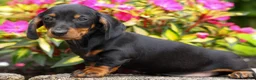 Miniature Dachshund dogs for sale: Iggy🐶  - Ad 11