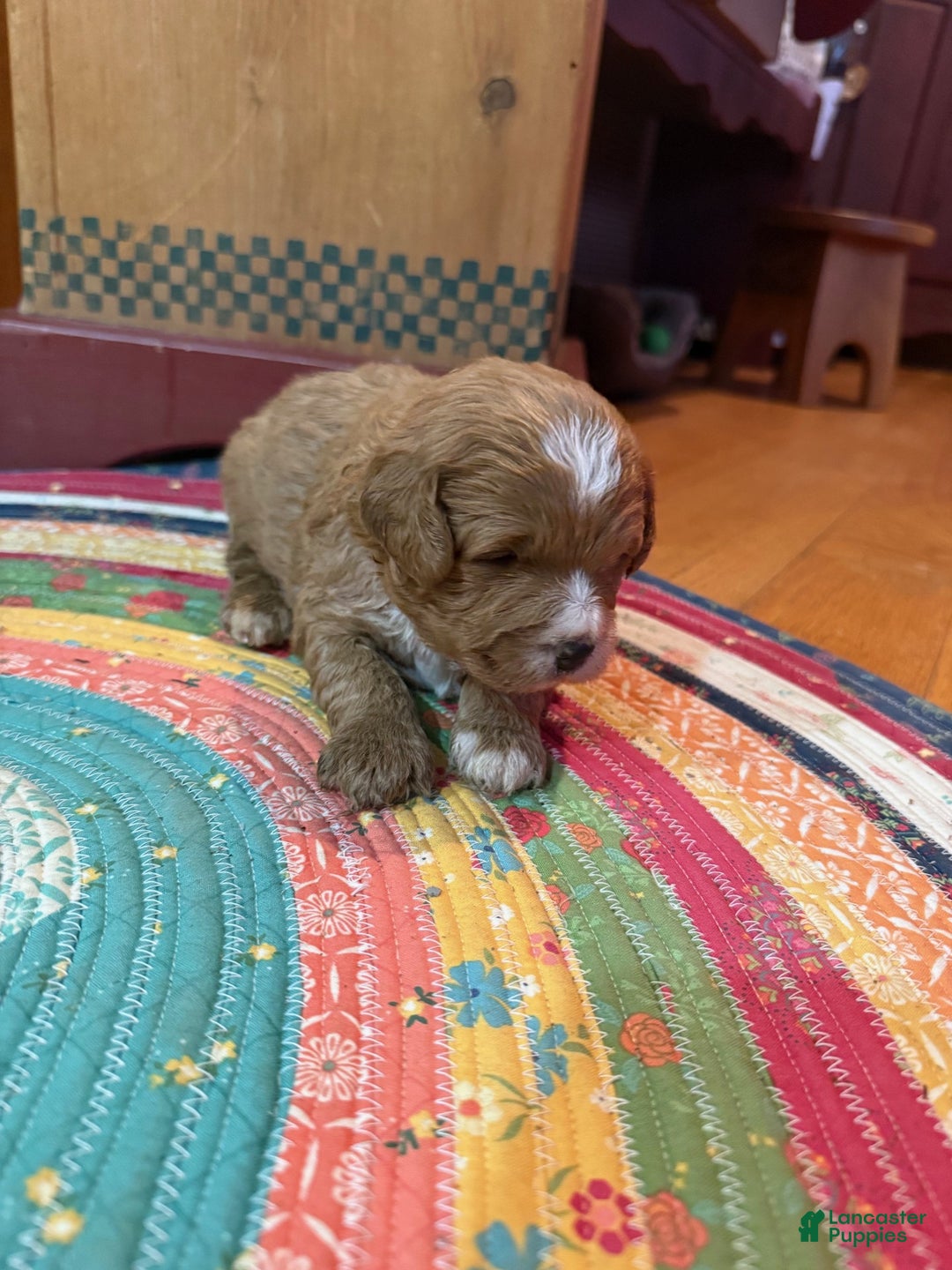 Mini Bernedoodle dogs for sale: Oliver - Ad 1