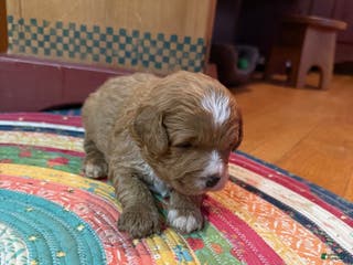 Mini Bernedoodle dogs Oliver - Ad 12