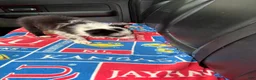 Border Collie dogs for sale: Border Collie Puppy 4 - Ad 5