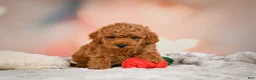 Toy Poodle dogs for sale: Cash - Ad 3