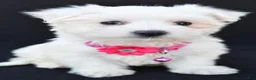 Maltese dogs for sale: Beauty - Ad 8