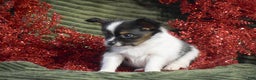 Papillon dogs for sale: Birch - Ad 4