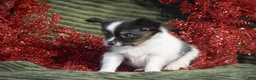 Papillon dogs for sale: Birch - Ad 5