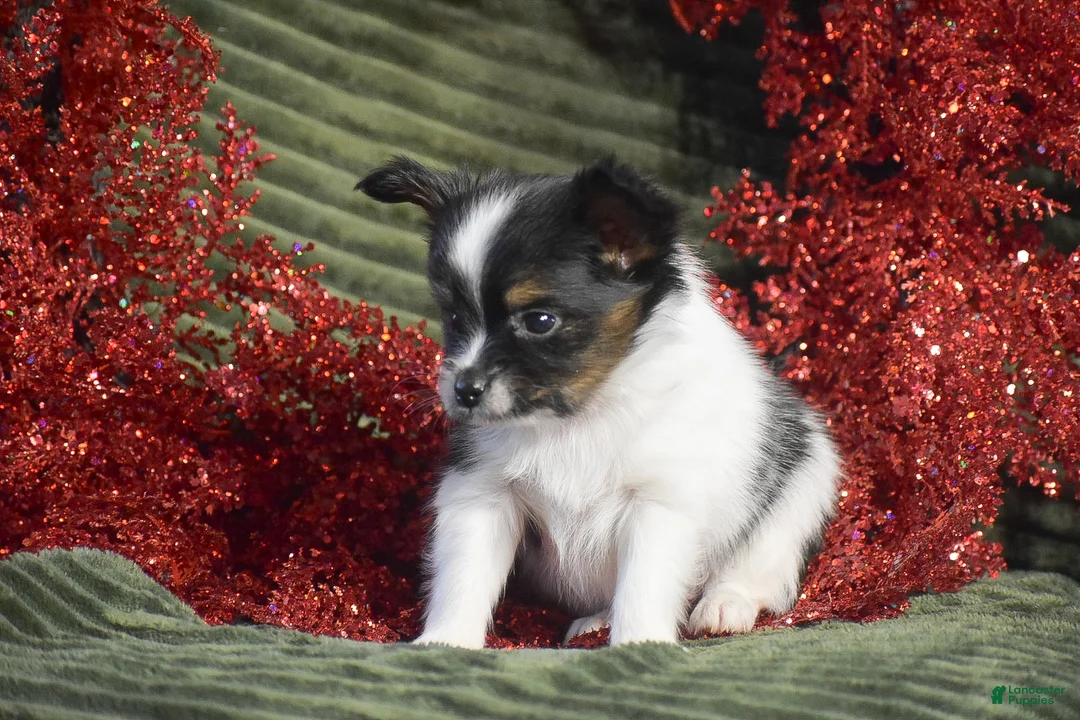 Papillon dogs for sale: Birch - Ad 5