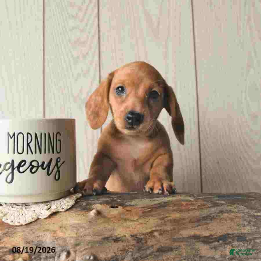 Miniature Dachshund dogs Tasha - Ad 2