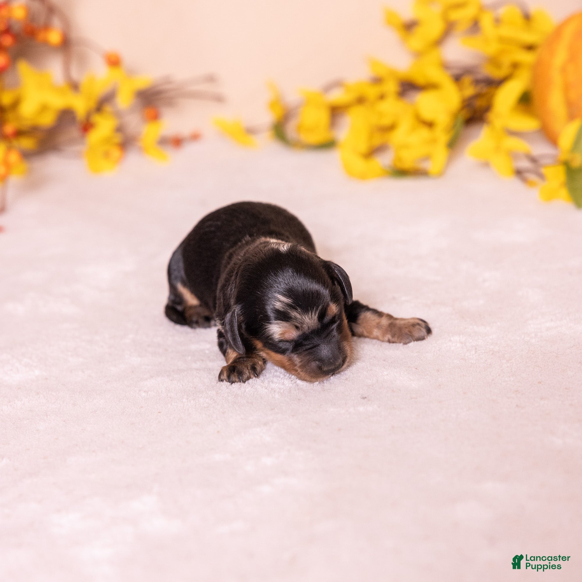 Miniature Dachshund dogs for sale: Kylie - Ad 2