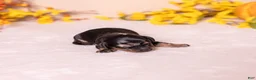 Miniature Dachshund dogs for sale: Kylie - Ad 2
