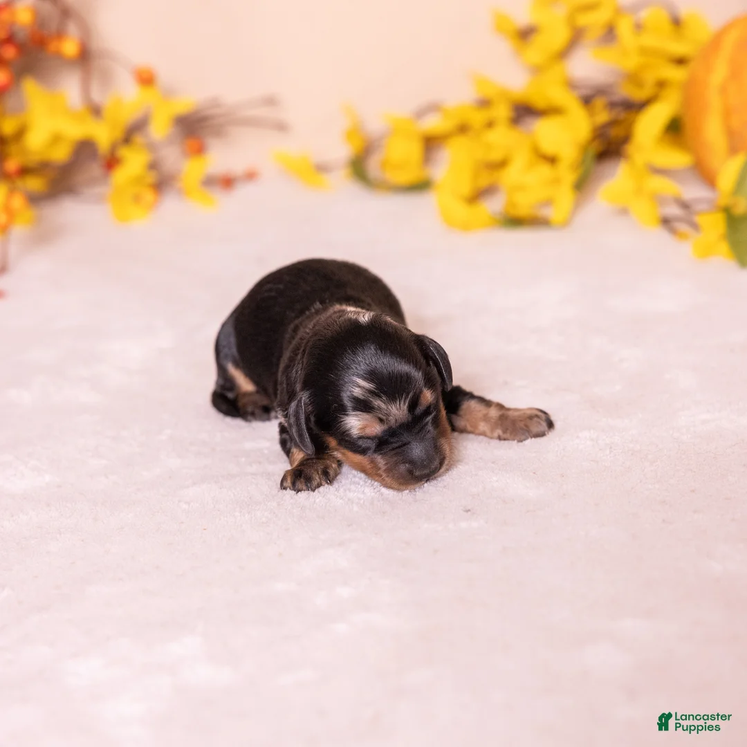 Miniature Dachshund dogs for sale: Kylie - Ad 2