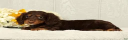 Miniature Dachshund dogs for sale: Teddy - Ad 5