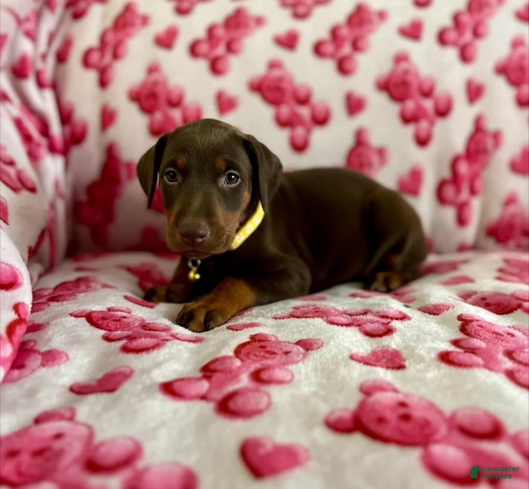 Doberman Pinscher dogs for sale: Val-NOT AMISH  - Ad 2