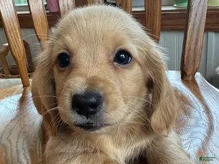 Miniature Dachshund dogs Gorgeous Brie~! - Ad 2