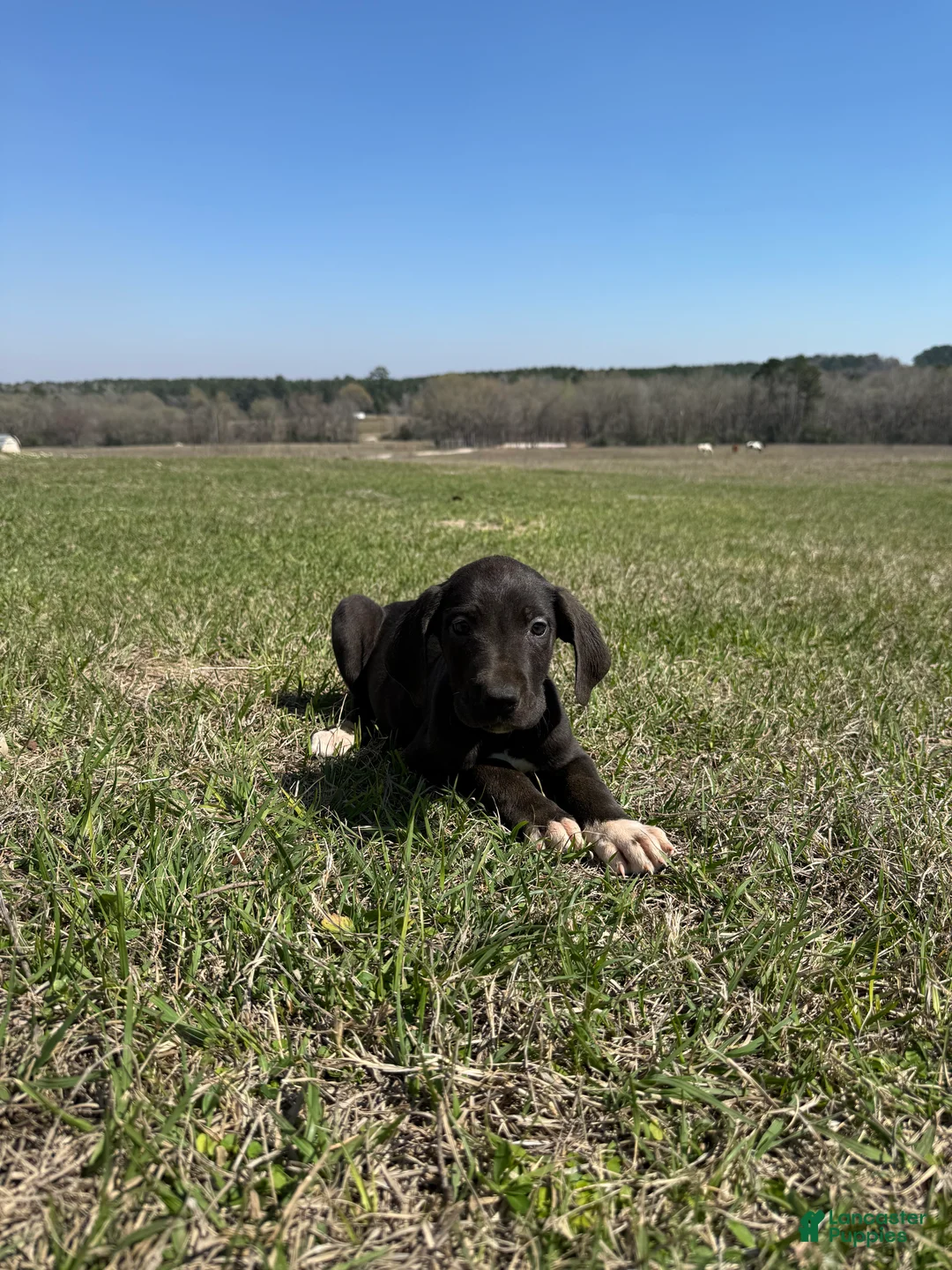 Great Dane dogs for sale: Great Dane Puppy 8 - Ad 1