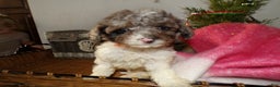 Toy Poodle dogs for sale: Toy Poodle Puppy 1 Dextor - Ad 1