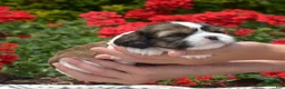 Mixed Breed dogs for sale: Petunia  - Ad 3