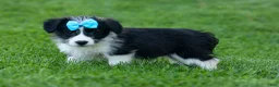 Corgipoo dogs for sale: NELSON - Ad 7