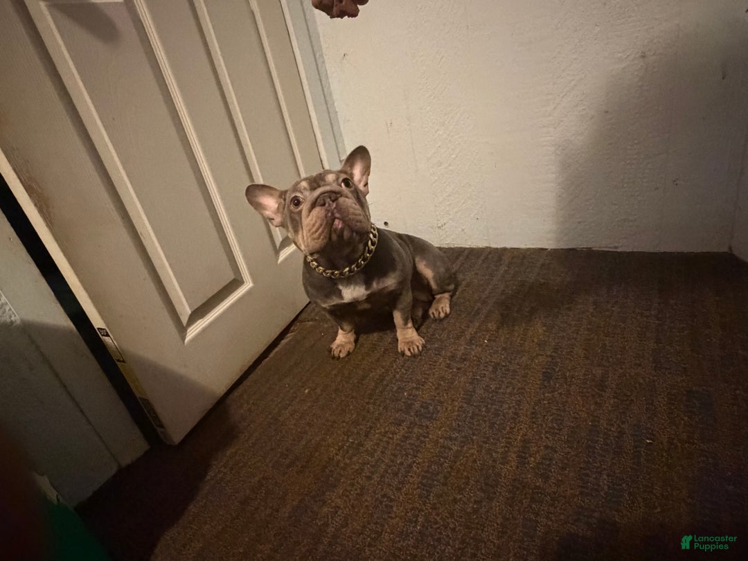 French Bulldog dogs for sale: French Bulldog Puppy 2 - Ad 4