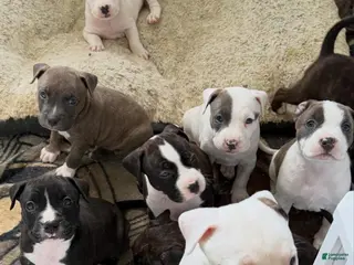 American Bully dogs American Bully Puppy 2 - Ad 15