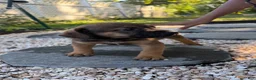 South African Boerboels dogs for sale: Reese - Ad 8