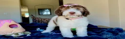 Labradoodle dogs for sale: MIka - Ad 1