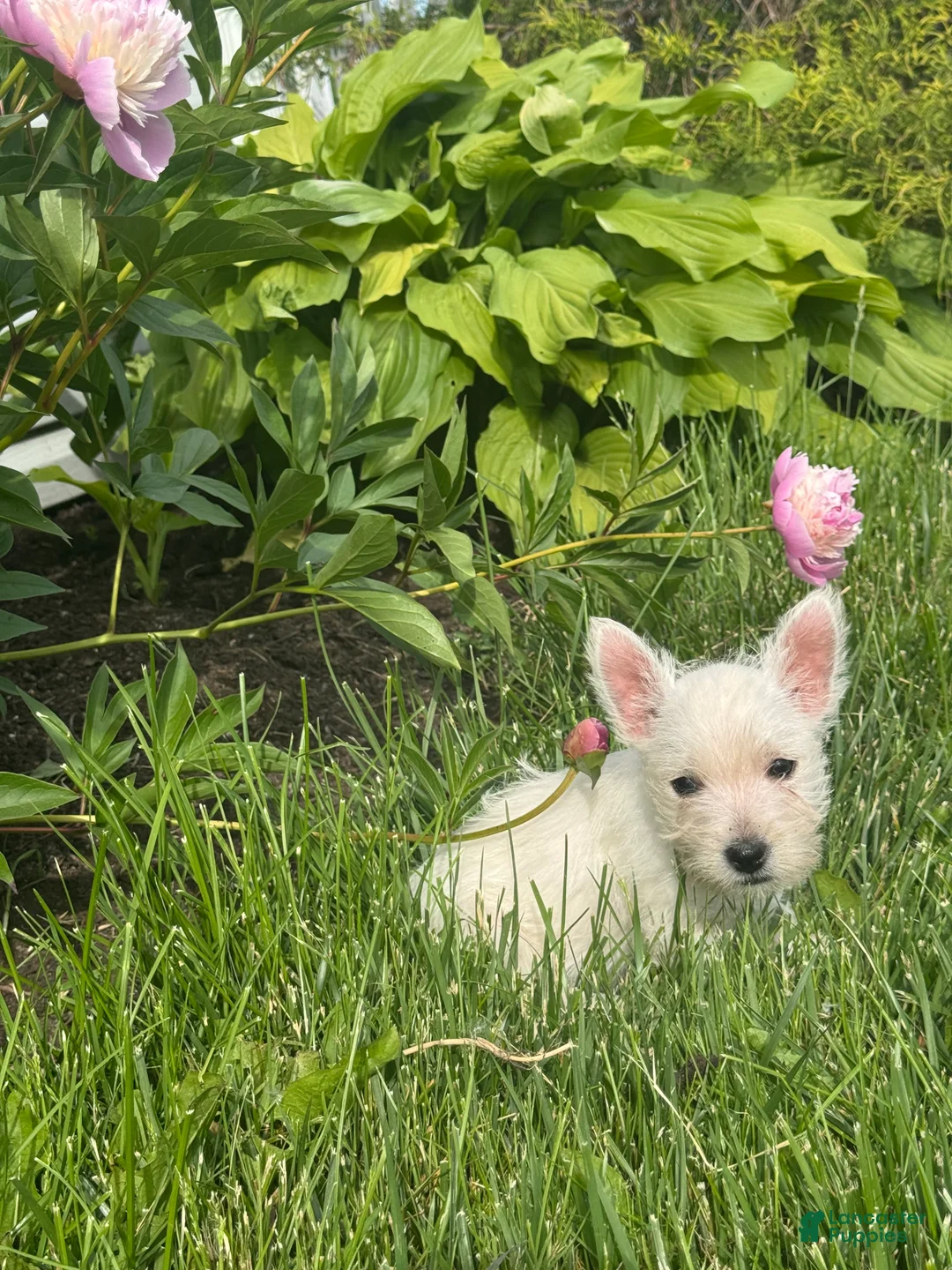 West Highland Terrier dogs for sale: Wanda - Ad 2