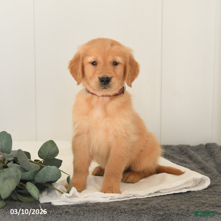 Golden Retriever dogs Monty - Ad 2