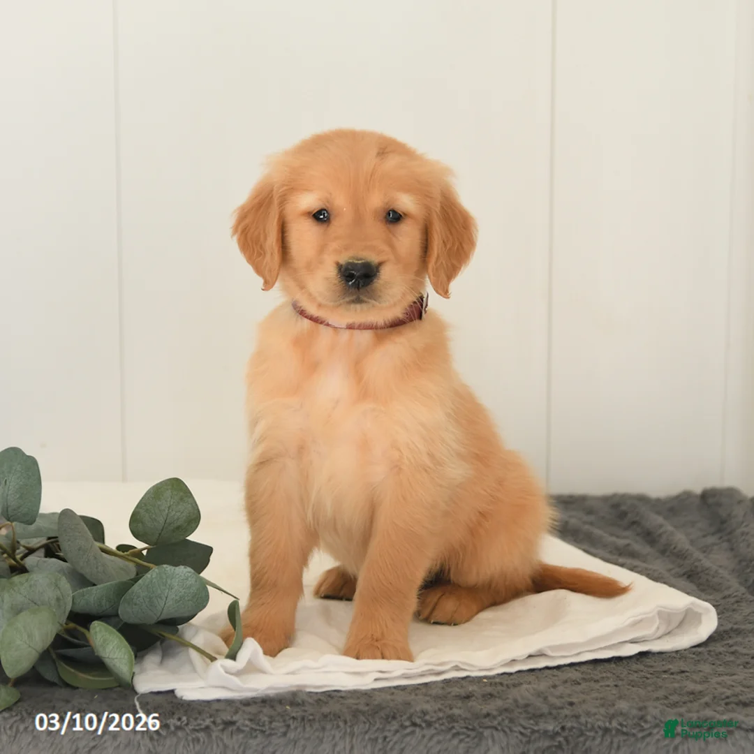 Golden Retriever dogs for sale: Monty - Ad 2