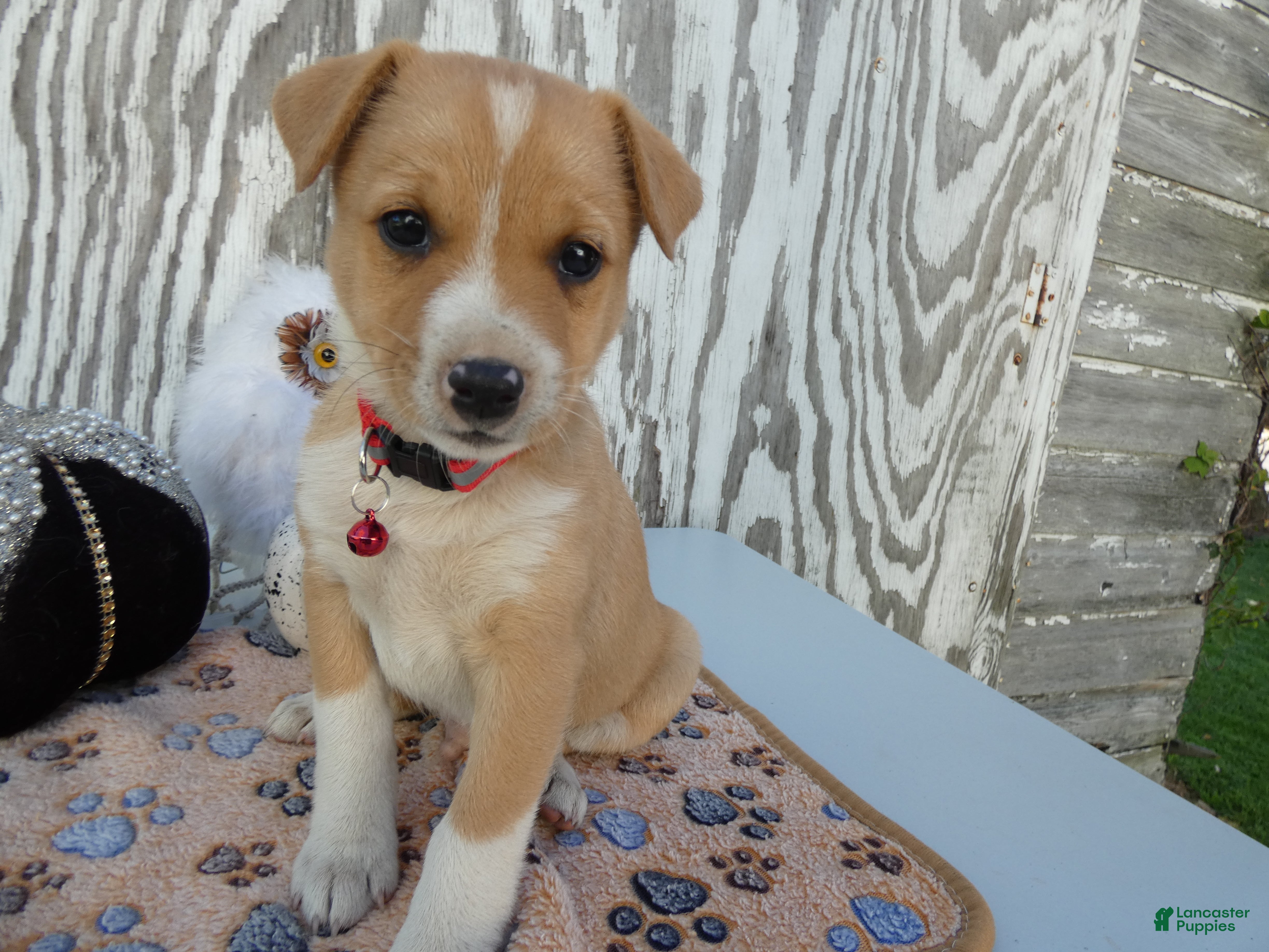 Jack Russell Terrier dogs for sale: Jack Russell Terrier 1 Junper - Ad 42