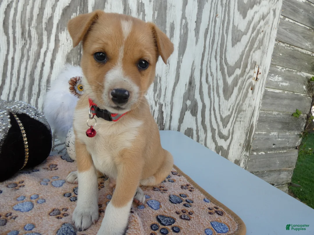 Jack Russell Terrier dogs for sale: Jack Russell Terrier 1 Junper - Ad 1