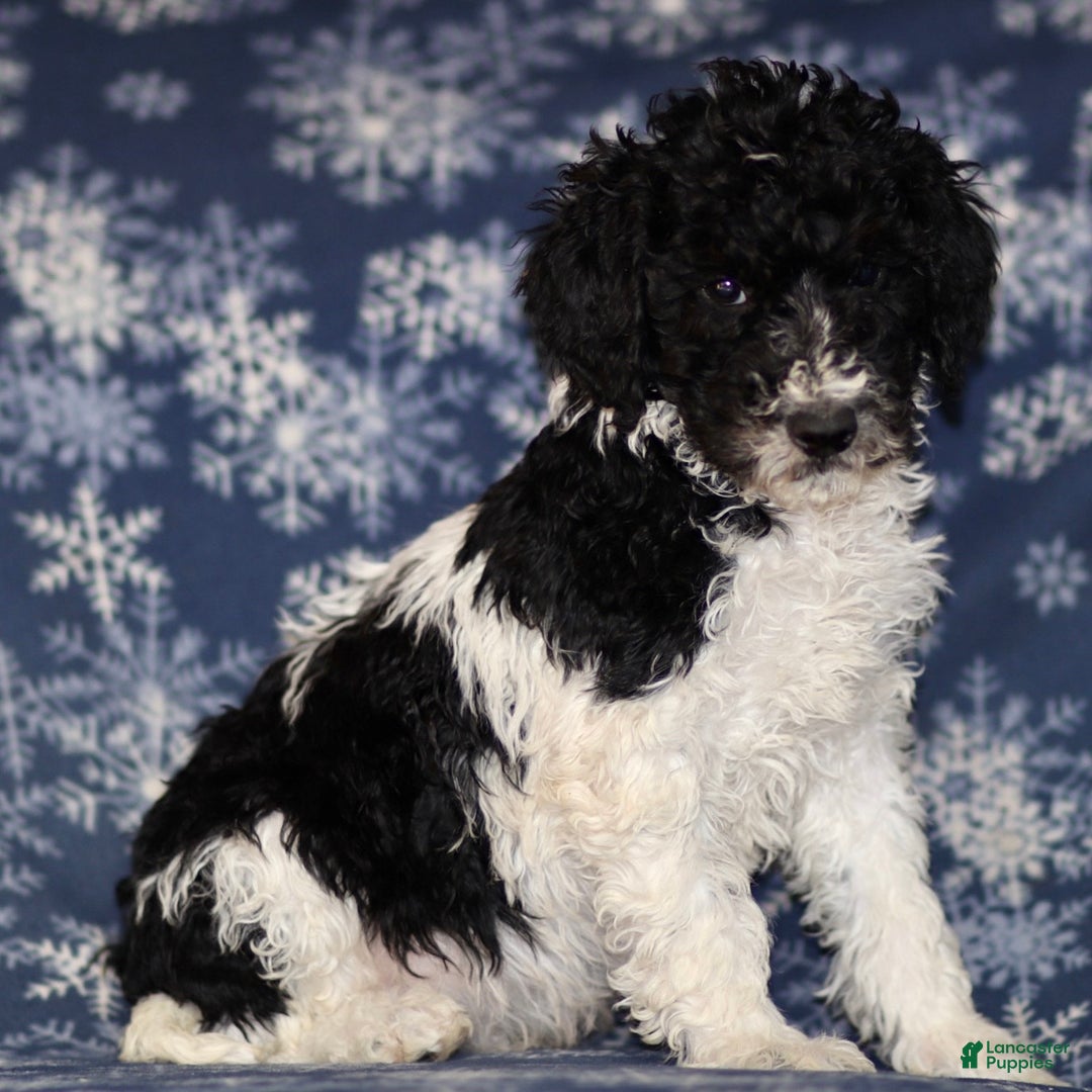 Sheepadoodle dogs for sale: Kyle - Ad 1