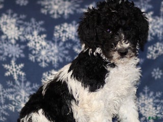 Sheepadoodle dogs Kyle - Ad 5