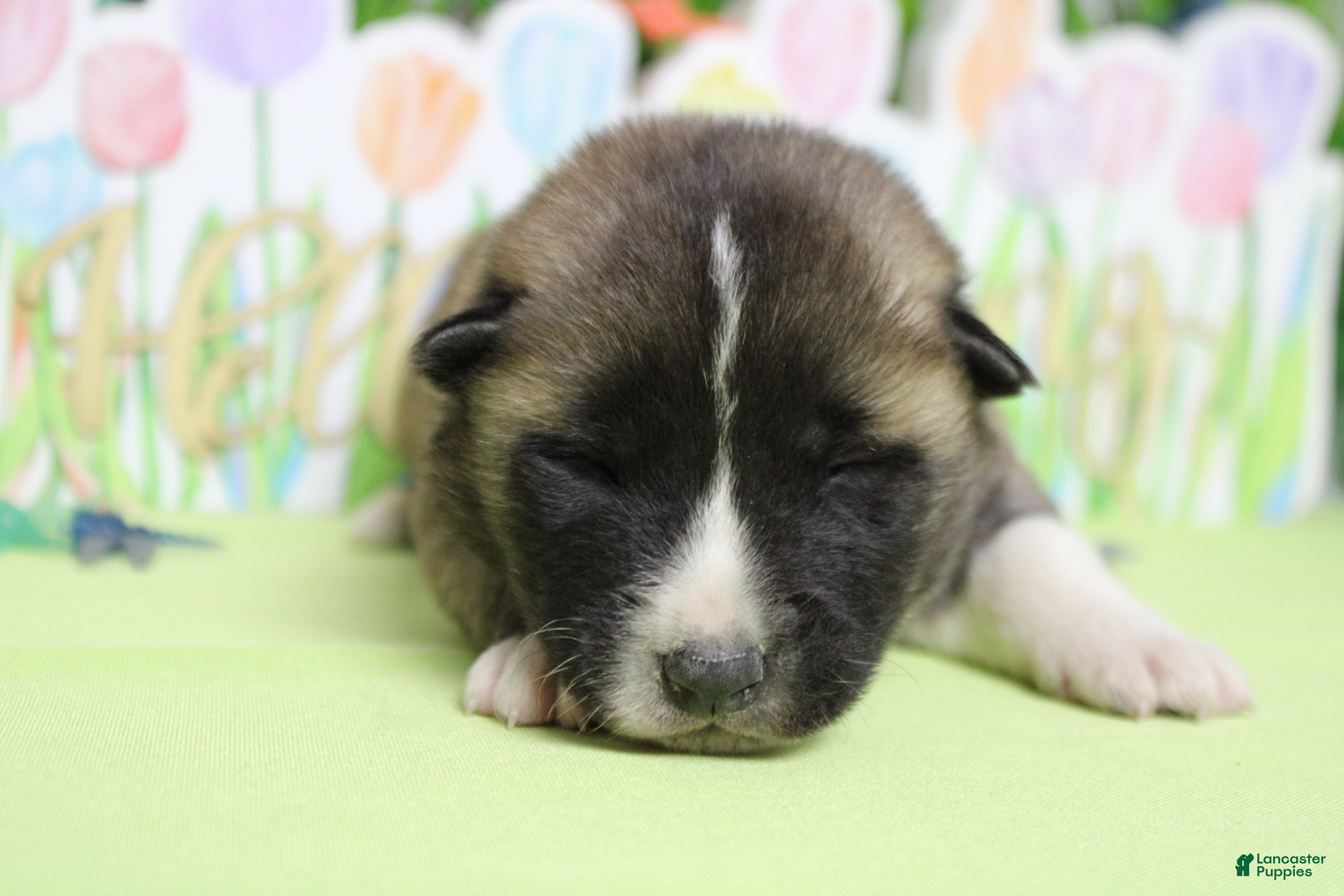 Akita dogs Cortland  - Ad 4