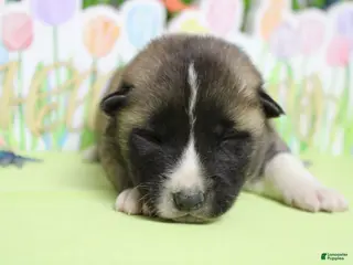 Akita dogs Cortland - Ad 4