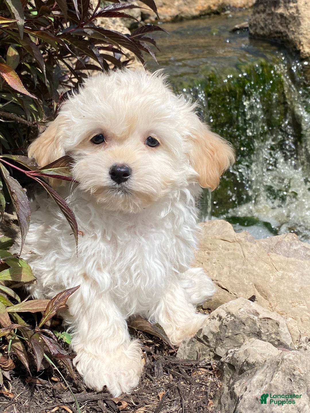 Havanese dogs for sale: Hudson  - Ad 3