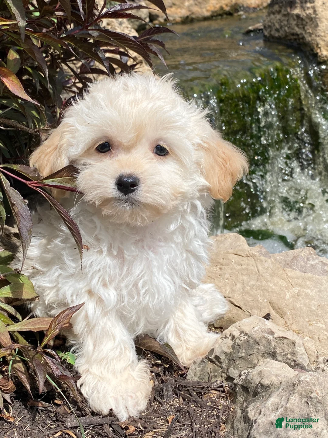 Havanese dogs for sale: Hope  - Ad 10