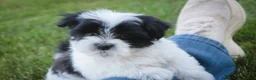 Havanese dogs for sale: Ivan Havanese Puppy  - Ad 9
