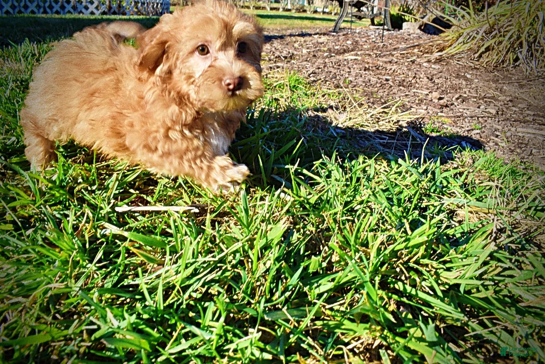 Havapoo dogs for sale: Scout - Ad 9