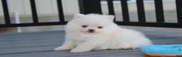Pomeranian dogs for sale: Mochi - Ad 35
