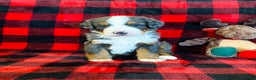 Bernedoodle dogs for sale: Pedro - Ad 2